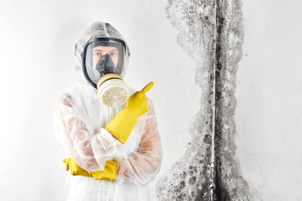 Professional Mold Removal Services in Meridian Village, CO